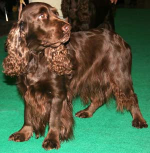 Field Spaniel