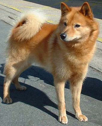 Finnish Spitz