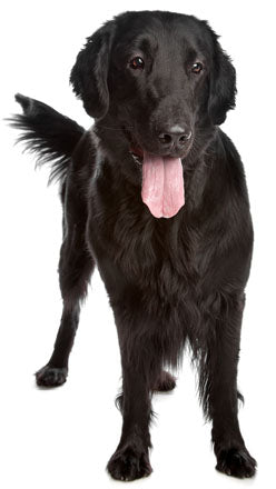 Flat Coated Retriever