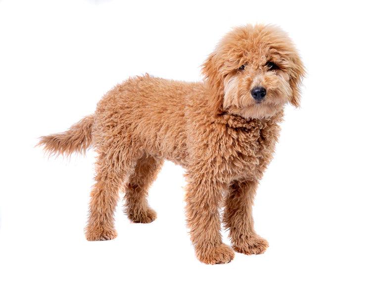 Goldendoodle - Brown
