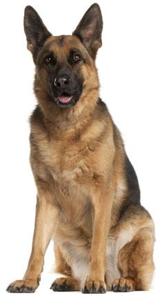 German Shepherd - Saddle