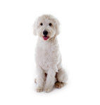 Goldendoodle - White
