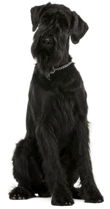 Giant Schnauzer