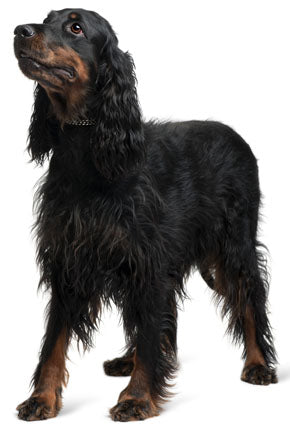 Gordon Setter