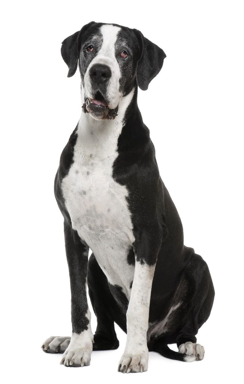 Great Dane - Mantle