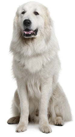 Great Pyrenees