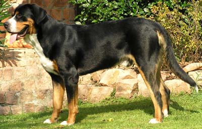 Greater Swiss Mountain Dog