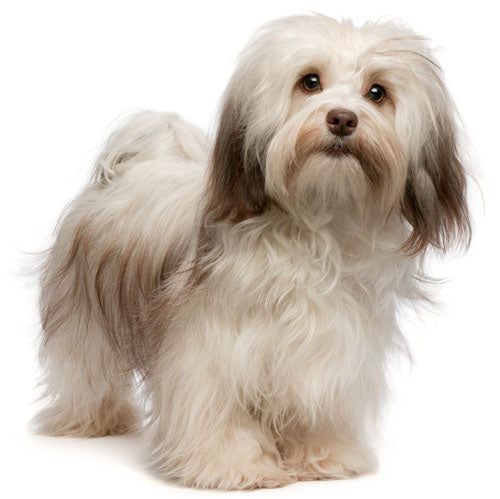 Havanese