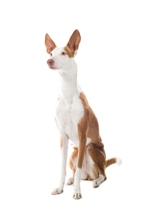 Ibizan Hound