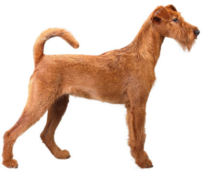 Irish Terrier