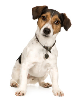 Jack Russell Terrier