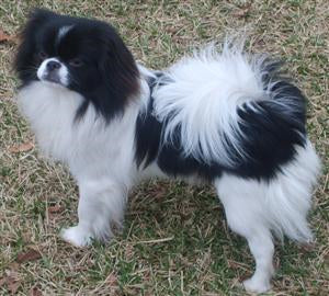 Japanese Chin