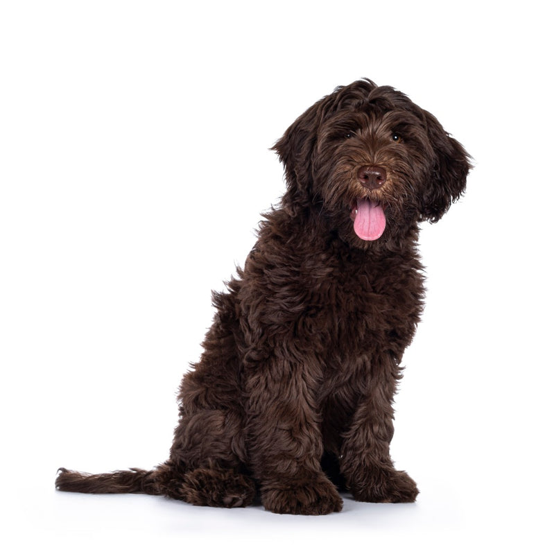 Labradoodle - Chocolate