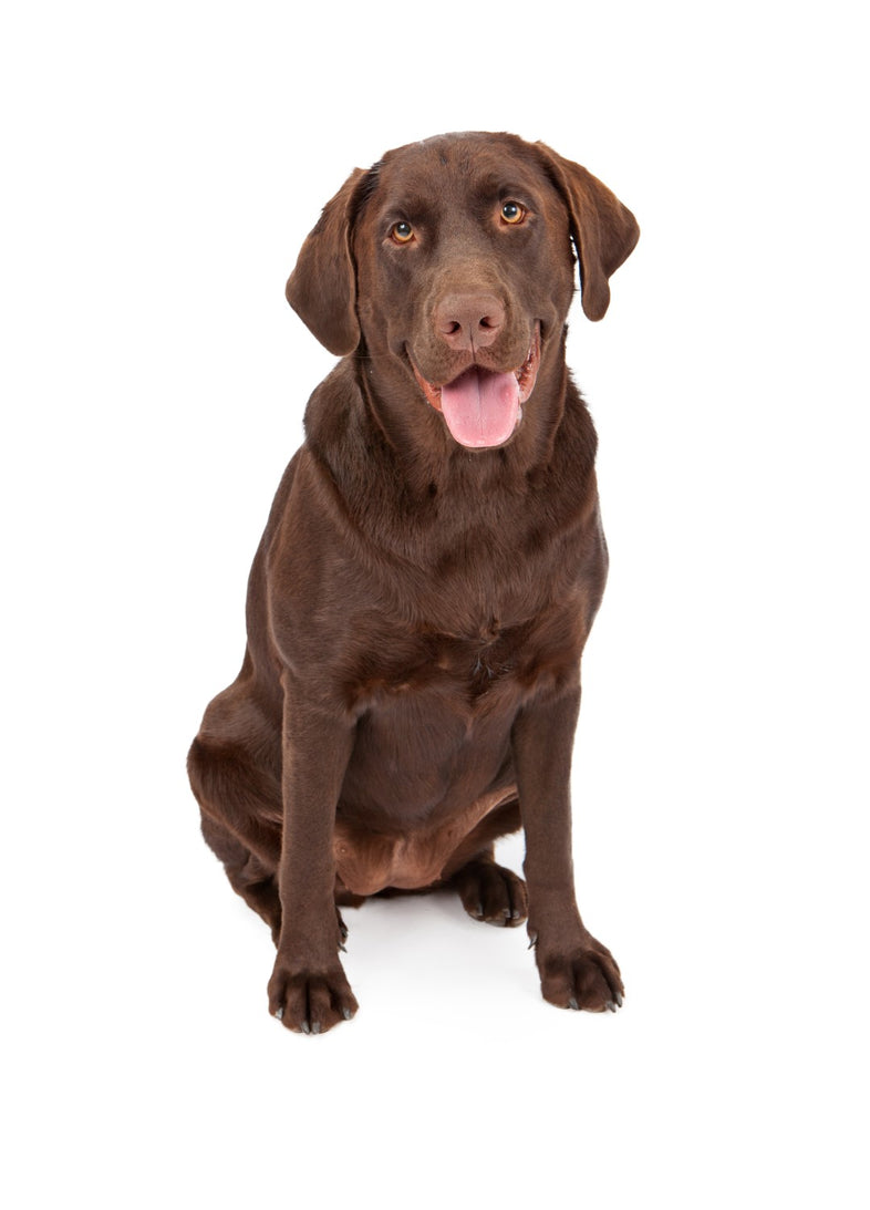 Labrador Retriever - Chocolate