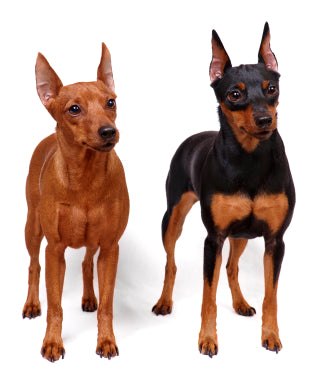 Miniature Pinscher