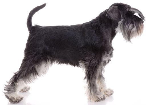 Miniature Schnauzer