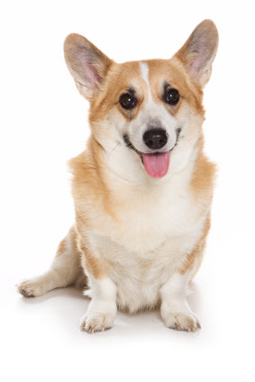 Pembroke Welsh Corgi