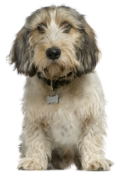 Petit Basset Griffon Vendeen