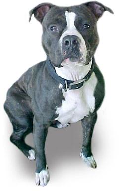 Pit Bull - Black