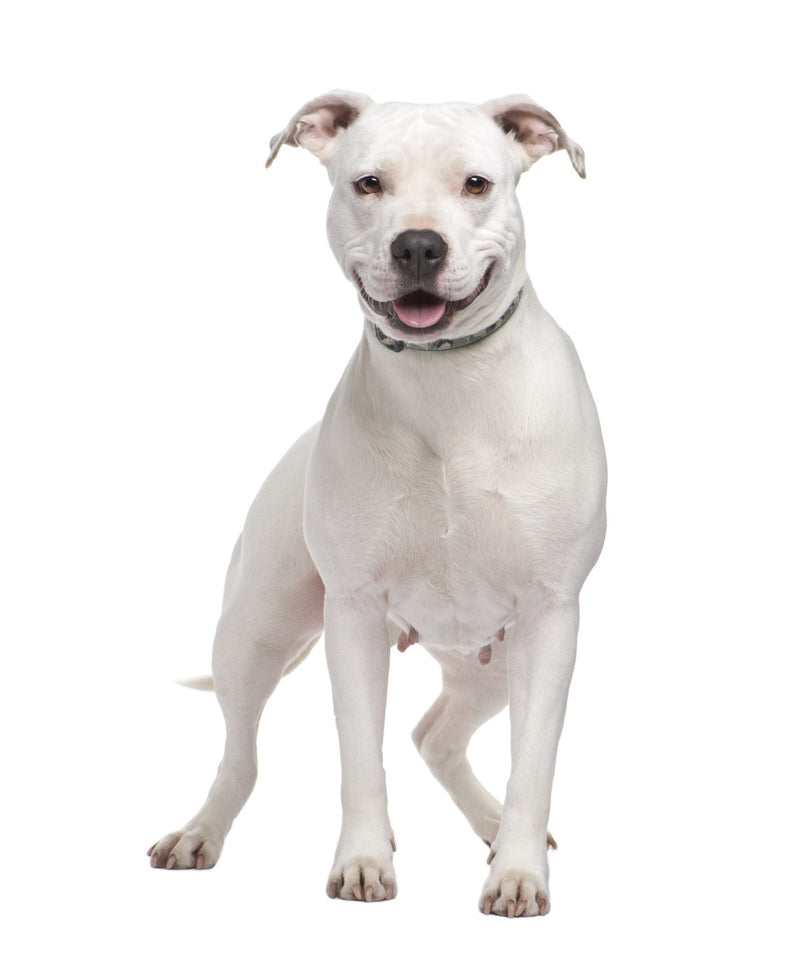 Pit Bull - White