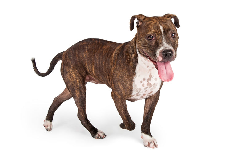 Pit Bull - Brindle