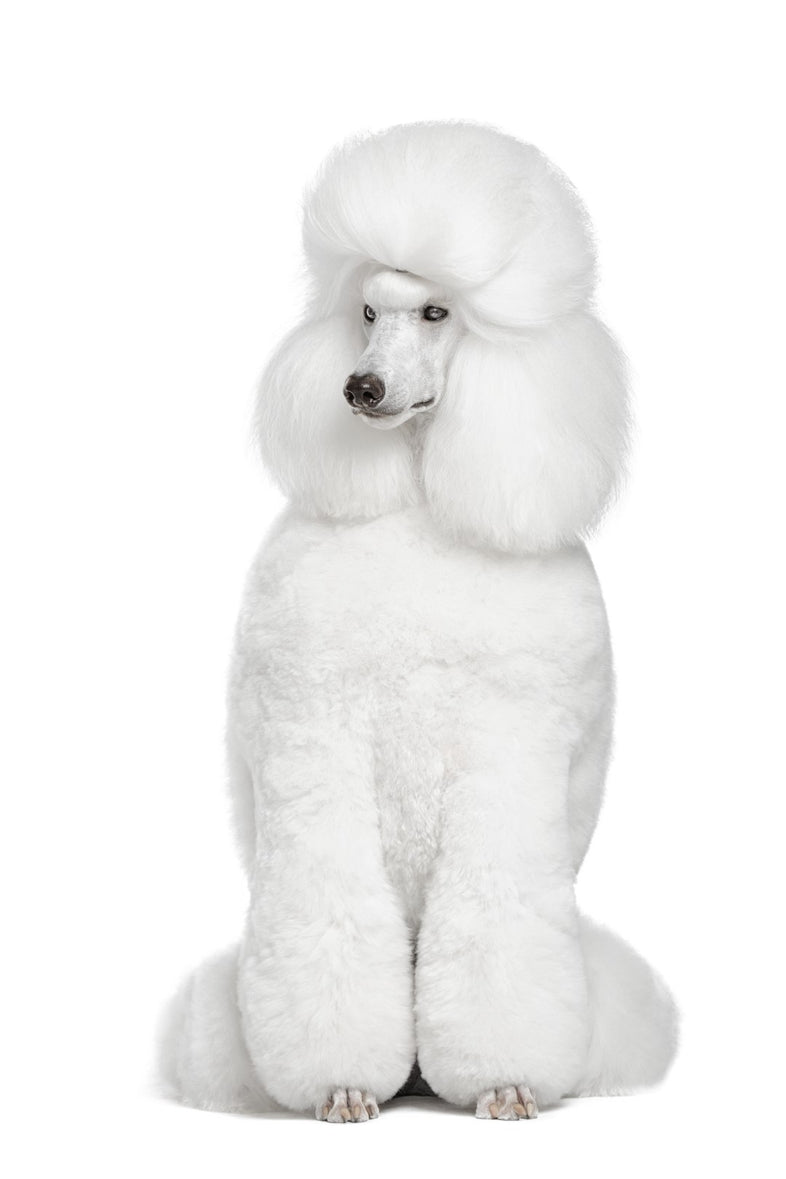 Poodle - White