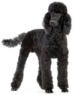 Poodle - Black