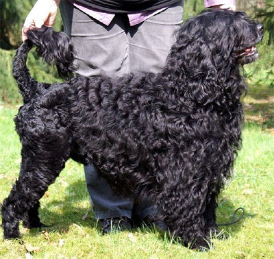 Portuguese Water Dog