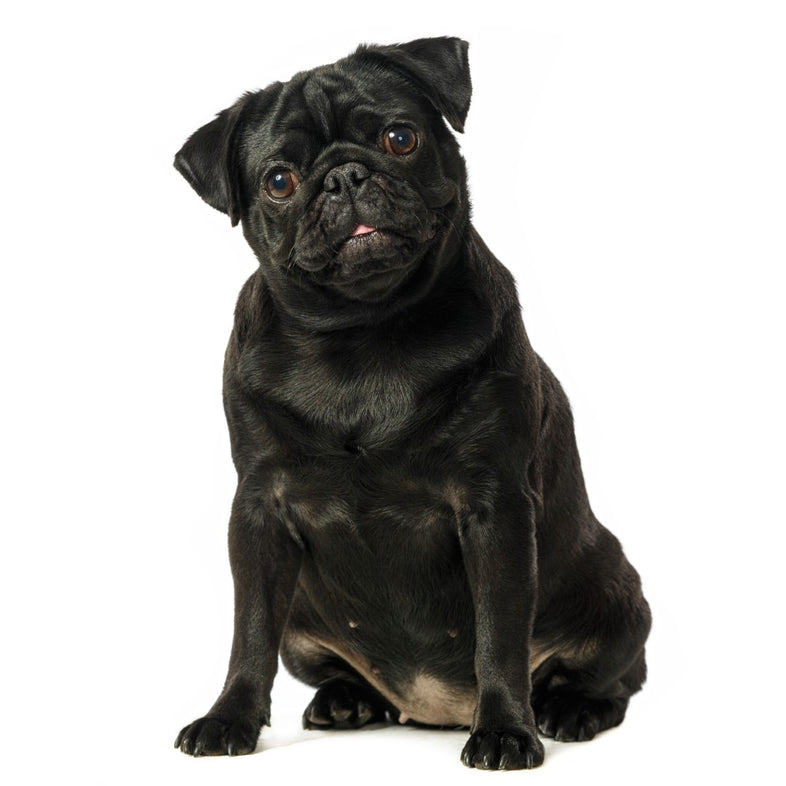 Pug - Black