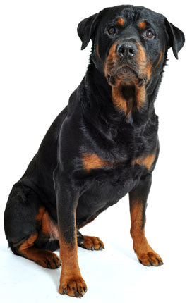 Rottweiler