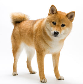 Shiba Inu