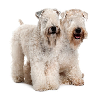 Soft Coated Wheaten Terrier