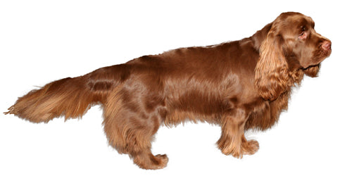 Sussex Spaniel