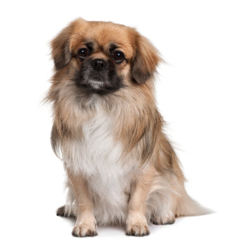 Tibetan Spaniel