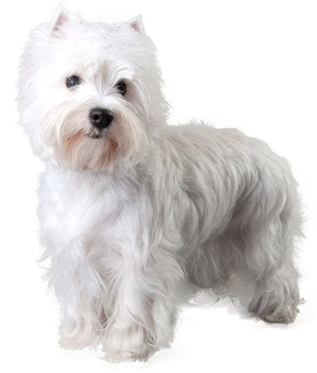 West Highland White Terrier