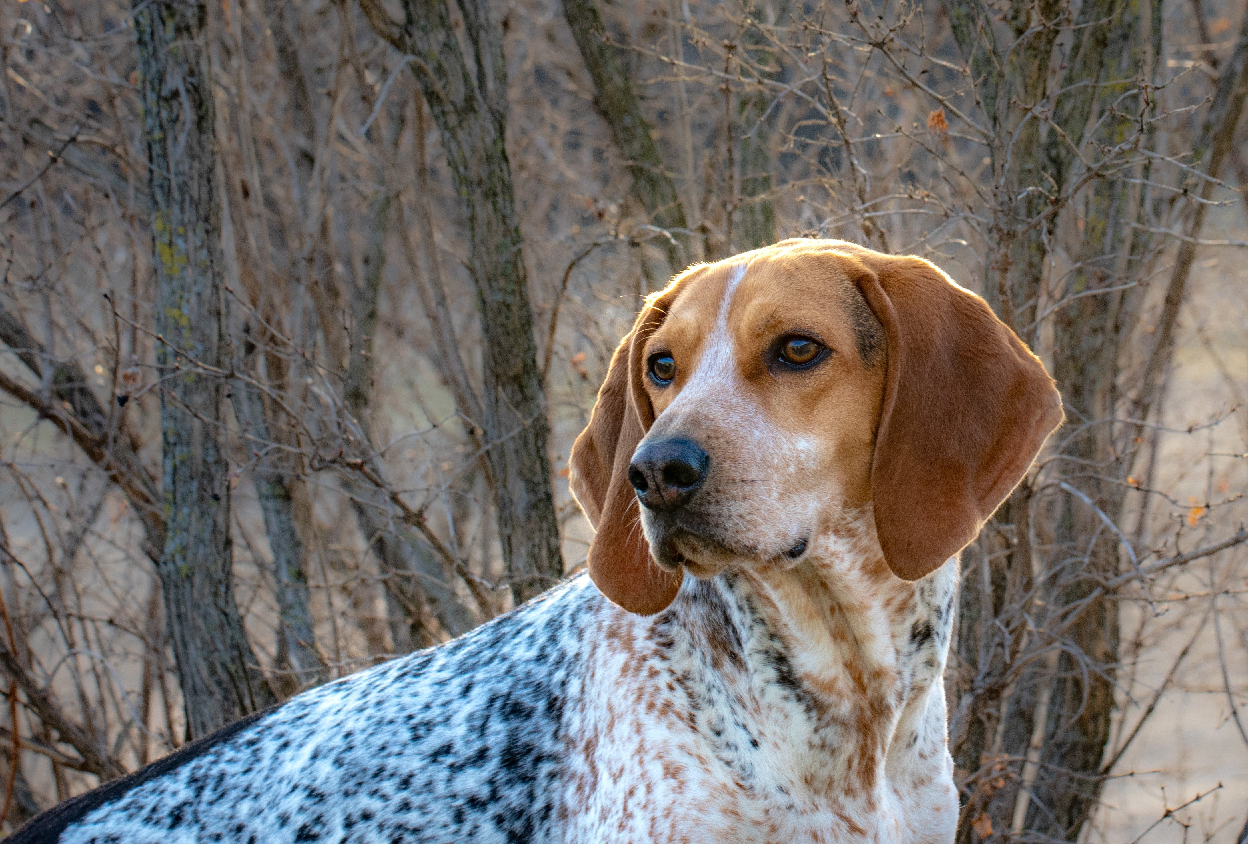 Coonhound - Dbr-yakutia.ru
