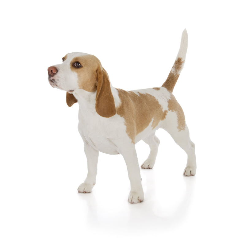 Beagle - Red And White