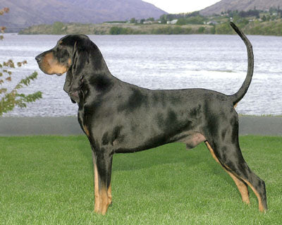 coonhound puppy black