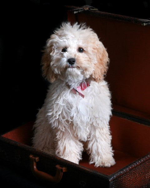 Hicapoo Cockapoo – Healthy Breeds