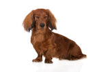 Dachshund - Long Haired Red