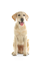 Labrador Retriever - Golden