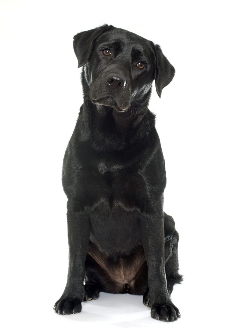 Labrador Retriever - Black