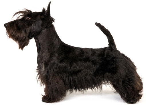 scottish terrier dog